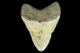 Fossil Megalodon Tooth - North Carolina #124645-2